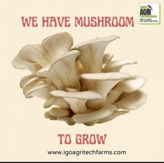 Starting a mushroom farming project with IGO AgriTech Farms is an exciting and profitable venture. To begin, select the appropriate mushroom species based on your climate and market demand. Ensure you have a controlled environment with the right humidity and temperature. Using high-quality spawn and maintaining hygiene are crucial steps for success.  For mushroom farming tips, focus on proper substrate preparation and pest control measures. Regular monitoring and timely harvesting can significantly boost your yield.  As leading mushroom cultivators, IGO AgriTech Farms offers expertise and support to ensure your mushroom farming project thrives. Join the mushroom farming industry leaders and tap into the growing demand for fresh, high-quality mushrooms. Start your journey with IGO AgriTech Farms today!  For more information contact us:  7397789803,7397789805  www.igoagritechfarms.com