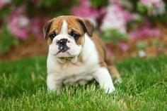 Are you looking for Bulldog Puppies breeders to bring into your home in Madurai? Mr n Mrs Pet offers a wide range of Bulldog Puppies for sale in Madurai at affordable prices. The final price is determined based on the health and quality of the Bulldog Puppies. You can select a Bulldog Puppies based on photos, videos, and reviews to ensure you find the right pet for your home. For information on the prices of other pets in Madurai, please call us at 7597972222.

Visit Site: https://www.mrnmrspet.com/dogs/bulldog-puppies-for-sale/madurai