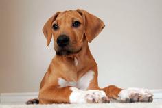 Rhodesian Ridgeback Puppies for Sale in Agra	

Are you looking for a healthy and purebred Rhodesian Ridgeback Puppy to bring home in Agra? Mr n Mrs Pet offers a wide range of Rhodesian Ridgeback Puppies for Sale in Agra at affordable prices. The price of Rhodesian Ridgeback Puppies we have ranges from ₹60,000 to ₹1,00,000 and the final price is determined based on the health and quality of the puppy. You can select a Rhodesian Ridgeback puppy based on photos, videos, and reviews to ensure you get the perfect puppy for your home. For information on prices of other pets in Agra, please call us at 7597972222.

Visit here: https://www.mrnmrspet.com/dogs/rhodesian-ridgeback-puppies-for-sale/agra
