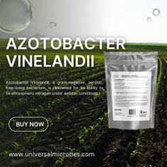 Azotobacter Vinelandii – Nature’s Nitrogen Fixer Azotobacter Vinelandii works by naturally fixing nitrogen in the soil, improving plant health and crop yields. It’s simple – just apply it to your garden or farm, and watch your plants thrive. Searching for a reliable manufacturer and exporter at factory prices? Look no further! We are known for delivering the highest quality Azotobacter Vinelandii to your doorstep, completely free of delivery charges. Certified by the top sources, including USDA, our product is 100% organic and can be stored for up to a year at room temperature. Get a 5x boost in plant growth within just a week, and join our 2,000+ happy customers. Bulk discounts are available for even greater savings!

Online Order
https://www.universalmicrobes.com/product-page/azotobacter-vinelandii
