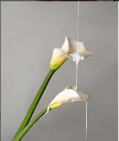 The graceful allure of Calla Lilies in our sophisticated collection. With their elegant trumpet-shaped blooms and slender stems, Calla Lilies exude a sense of sophistication and charm. Our Fresh Calla Lily Collection features a range of colors, making them a favored choice for weddings and elegant occasions. Embrace the refined beauty of Calla Lilies and let their understated elegance enchant your moments.

