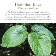 Kava, a plant native to the Pacific Islands, has been used for centuries as a natural remedy for stress relief, relaxation, and improved mental clarity. But what is kava, and how does it work? At Radiant Farms, we delve into the origins of kava, exploring its traditional uses and modern applications. Learn about the active compounds called kavalactones that are responsible for its calming effects and how incorporating kava into your routine can promote a sense of well-being, reduce anxiety, and improve sleep. Discover the benefits of kava and why it's becoming a popular choice for those seeking natural wellness solutions.

Read More: https://radiantfarms.us/blogs/guidance/kava-benefits
