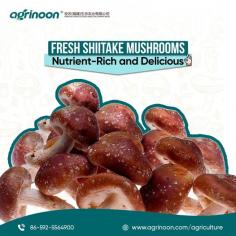 Harvested at their peak, these mushrooms are packed with nutrients and flavor. Perfect for any dish, they bring great taste and health benefits to your table.

See more: https://www.agrinoon.com/agriculture/product/shiitake-mushroom-spawn-mushroom-logs/