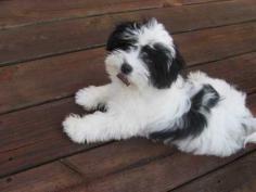 Havanese Puppies for Sale in Mysore

Are you looking for Havanese Puppies breeders to bring into your home in Mysore? Mr n Mrs Pet offers a wide range of Havanese Puppies for sale in Mysore at affordable prices. The final price is determined based on the health and quality of the Havanese Puppies. You can select a Havanese Puppies based on photos, videos, and reviews to ensure you find the right pet for your home. For information on the prices of other pets in Mysore, please call us at 7597972222.

Visit Site: https://www.mrnmrspet.com/dogs/havanese-puppies-for-sale/mysore