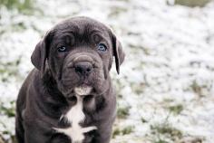 Neapolitan Mastiff Puppies for Sale in Noida	

Are you looking for a healthy and purebred Neapolitan Mastiff Puppy to bring home in Noida? Mr n Mrs Pet offers a wide range of Neapolitan Mastiff Puppies for Sale in Noida at affordable prices. The price of Neapolitan Mastiff Puppies we have ranges from ₹55,000 to ₹1,00,000 and the final price is determined based on the health and quality of the puppy. You can select a Neapolitan Mastiff puppy based on photos, videos, and reviews to ensure you get the perfect puppy for your home. For information on prices of other pets in Noida, please call us at 7597972222.

Visit here: https://www.mrnmrspet.com/dogs/neapolitan-mastiff-puppies-for-sale/noida
