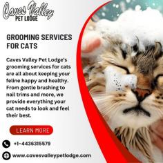 Caves Valley Pet Lodge’s grooming services for cats are all about keeping your feline happy and healthy. From gentle brushing to nail trims and more, we provide everything your cat needs to look and feel their best. Give your cat the pampering they deserve—schedule a grooming appointment today!
