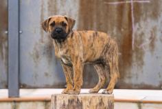 Presa Canario Puppies for Sale in Nagpur	

Are you looking for a healthy and purebred Presa Canario Puppy to bring home in Nagpur? Mr n Mrs Pet offers a wide range of Presa Canario Puppies for Sale in Nagpur at affordable prices. The price of Presa Canario Puppies we have ranges from ₹45,000 to ₹1,20,000 and the final price is determined based on the health and quality of the puppy. You can select a Presa Canario puppy based on photos, videos, and reviews to ensure you get the perfect puppy for your home. For information on prices of other pets in Nagpur, please call us at 7597972222.

Visit here: https://www.mrnmrspet.com/dogs/presa-canario-puppies-for-sale/nagpur
