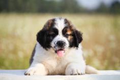 Saint Bernard Puppies for Sale in Bangalore	Are you looking for a healthy and purebred Saint Bernard Puppy to bring home in Bangalore? Mr n Mrs Pet offers a wide range of Saint Bernard Puppies for Sale in Bangalore at affordable prices. The price of Saint Bernard Puppies we have ranges from ₹45,000 to ₹75,000 and the final price is determined based on the health and quality of the puppy. You can select a Saint Bernard puppy based on photos, videos, and reviews to ensure you get the perfect puppy for your home. For information on prices of other pets in Bangalore, please call us at 7597972222.
