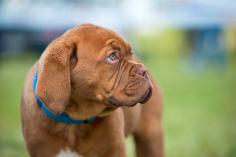 French Mastiff Puppies for Sale in Kochi	

Are you looking for a healthy and purebred French Mastiff Puppy to bring home in Kochi? Mr n Mrs Pet offers a wide range of French Mastiff Puppies for Sale in Kochi at affordable prices. The price of French Mastiff Puppies we have ranges from ₹35,000 to ₹80,000 and the final price is determined based on the health and quality of the puppy. You can select a French Mastiff puppy based on photos, videos, and reviews to ensure you get the perfect puppy for your home. For information on prices of other pets in Kochi, please call us at 7597972222.

Visit here: https://www.mrnmrspet.com/dogs/french-mastiff-puppies-for-sale/kochi
