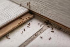 Require clarksdale pest control Company Tri State Termite Pest Control is committed to safe guarding your property and family, offering excellent service. Visit here for more:- https://www.tristatetermite.com/