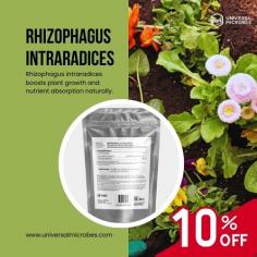 Rhizophagus Intraradices and Rhizophagus Irregularis are your crops’ ultimate root enhancers. Our certified biofertilizers boost nutrient uptake, helping plants grow stronger and healthier. Made from 100% organic ingredients, these products deliver fast results, ensuring your crops absorb essential water and nutrients effectively. We offer bulk order discounts, free shipping, and customizable packaging solutions to fit your needs. Give your crops the root care they deserve!

Order through this link to get an additional 5% discount:
https://www.universalmicrobes.com/product-page/rhizophagus-intraradices