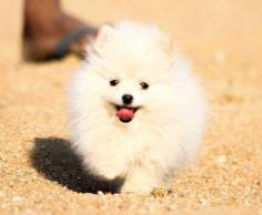 Toy Pomeranian Puppies for Sale in Panipat

Are you looking for Toy Pomeranian Puppies breeders to bring into your home in Panipat? Mr n Mrs Pet offers a wide range of Toy Pomeranian Puppies for sale in Panipat at affordable prices. The final price is determined based on the health and quality of the Toy Pomeranian Puppies. You can select a Toy Pomeranian Puppies based on photos, videos, and reviews to ensure you find the right pet for your home. For information on the prices of other pets in Panipat, please call us at 7597972222.

Visit Site: https://www.mrnmrspet.com/dogs/toy-pomeranian-puppies-for-sale/panipat