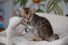 Bengal Kitten in Ghaziabad

Are you looking for Bengal Kitten in Ghaziabad to bring into your home? Mr & Mrs Pet offers Bengal Kitten for sale in Ghaziabad at the best price. The final price is determined based on the health and quality of the Bengal Kitten. You can choose Bengal Kitten based on photos, videos and reviews to find the perfect pet for your home. For information on prices of other pets in Ghaziabad, please call us at 7597972222.

Visit Site: https://www.mrnmrspet.com/cat/bengal-kitten-for-sale/ghaziabad