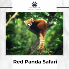 Take part in a Red Panda Safari that will never be forgotten by joining Sundarban Wildlife Tourism! Our guided safaris provide a special chance to see these cute animals in their own environment while exploring the verdant Sundarbans. We put your safety first and offer an environmentally responsible experience with knowledgeable guides. Explore this UNESCO World Heritage Site's breathtaking beauty and abundant species. Our Red Panda Safari provides thrills and unforgettable experiences, regardless of your preference for nature or adventure. Contact Sundarban Wildlife Tourism to schedule your tour right now!

Visit Here :- https://www.sundarbanwildlifetourism.com/red-panda-photography-tour-singalila-national-park/
