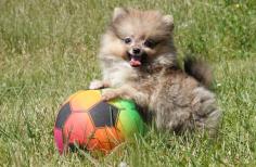 Toy Pom Puppies for Sale in Bhubaneswar	

Are you looking for a healthy and purebred Toy Pom Puppy to bring home in Bhubaneswar? Mr n Mrs Pet offers a wide range of Toy Pom Puppies for Sale in Bhubaneswar at affordable prices. The price of Toy Pom Puppies we have ranges from ₹35,000 to ₹80,000 and the final price is determined based on the health and quality of the puppy. You can select a Toy Pom puppy based on photos, videos, and reviews to ensure you get the perfect puppy for your home. For information on prices of other pets in Bhubaneswar, please call us at 7597972222.

Visit here: https://www.mrnmrspet.com/dogs/miniature-pinscher-puppies-for-sale/indore
