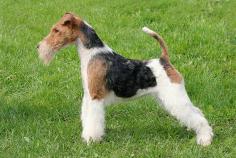 Fox Terrier Wire Puppies for Sale in Ghaziabad	

Are you looking for a healthy and purebred Fox Terrier Wire Puppy to bring home in Ghaziabad? Mr n Mrs Pet offers a wide range of Fox Terrier Wire Puppies for Sale in Ghaziabad at affordable prices. The price of Fox Terrier Wire Puppies we have ranges from ₹85,000 to ₹1,30,000 and the final price is determined based on the health and quality of the puppy. You can select a Fox Terrier Wire puppy based on photos, videos, and reviews to ensure you get the perfect puppy for your home. For information on prices of other pets in Ghaziabad, please call us at 7597972222.

Visit here: https://www.mrnmrspet.com/dogs/fox-terrier-wire-puppies-for-sale/ghaziabad
