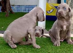 Weimaraner Puppies for Sale in Imphal	

Are you looking for a healthy and purebred Weimaraner puppy to bring home in Imphal? Mr & Mrs Pet offers a wide range of Weimaraner puppies for sale in Imphal at affordable prices. The price of Weimaraner puppies we have ranges from ₹2,20,000 to ₹3,80,000 and the final price is decided based on the health and quality of the puppy. You can select a Weimaraner puppy based on photos, videos and reviews to get the perfect puppy. If you would like to know about prices of other pets in Imphal, please call us at 7597972222.

Visit here: https://www.mrnmrspet.com/dogs/weimaraner-puppies-for-sale/imphal
