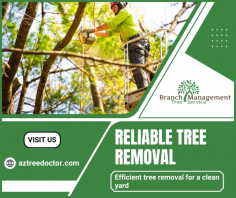 Top Quality Tree Removal Services

Our tree removal services offer safe, efficient, and professional tree cutting, stump grinding, and debris removal to enhance your property’s health and safety. For more information, call us at 480-970-1315.