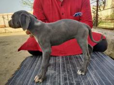 Rampur Hound Puppies for Sale in Ghaziabad	

Are you looking for a healthy and purebred Rampur Hound Puppy to bring home in Ghaziabad? Mr n Mrs Pet offers a wide range of Rampur Hound Puppies for Sale in Ghaziabad at affordable prices. The price of Rampur Hound Puppies we have ranges from ₹40,000 to ₹ 65,000 and the final price is determined based on the health and quality of the puppy. You can select a Rampur Hound puppy based on photos, videos, and reviews to ensure you get the perfect puppy for your home. For information on prices of other pets in Ghaziabad, please call us at 7597972222.

Visit here: https://www.mrnmrspet.com/dogs/rampur-hound-puppies-for-sale/ghaziabad

