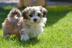 Havanese Puppies for Sale in Imphal	

Are you looking for a healthy and purebred Havanese puppy to bring home in Imphal? Mr & Mrs Pet offers a wide range of Havanese puppies for sale in Imphal at affordable prices. The price of Havanese puppies we have ranges from ₹75,000 to ₹95,000 and the final price is decided based on the health and quality of the puppy. You can select a Havanese puppy based on photos, videos and reviews to get the perfect puppy. If you would like to know about prices of other pets in Imphal, please call us at 7597972222.

Visit here: https://www.mrnmrspet.com/dogs/havanese-puppies-for-sale/imphal
