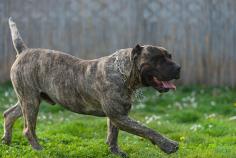 Presa Canario Puppies for Sale in Ghaziabad	

Are you looking for a healthy and purebred Presa Canario Puppy to bring home in Ghaziabad? Mr n Mrs Pet offers a wide range of Presa Canario Puppies for Sale in Ghaziabad at affordable prices. The price of Presa Canario Puppies we have ranges from ₹70,000 to ₹1,20,000 and the final price is determined based on the health and quality of the puppy. You can select a Presa Canario puppy based on photos, videos, and reviews to ensure you get the perfect puppy for your home. For information on prices of other pets in Ghaziabad, please call us at 7597972222.

Visit here: https://www.mrnmrspet.com/dogs/presa-canario-puppies-for-sale/ghaziabad
