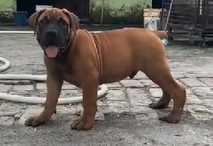 Boerboel Puppies for Sale in Imphal	

Are you looking for a healthy and purebred Boerboel puppy to bring home in Imphal? Mr & Mrs Pet offers a wide range of Boerboel puppies for sale in Imphal at affordable prices. The price of Boerboel puppies we have ranges from ₹1,90,000 to ₹3,00,000 and the final price is decided based on the health and quality of the puppy. You can select a Boerboel puppy based on photos, videos and reviews to get the perfect puppy. If you would like to know about prices of other pets in Imphal, please call us at 7597972222.

Visit here: https://www.mrnmrspet.com/dogs/boerboel-puppies-for-sale/imphal
