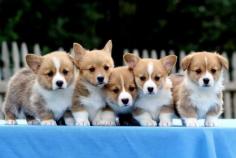 Pembroke Welsh Corgi Puppies for Sale in Meerut	

Are you looking for a healthy and purebred Pembroke Welsh Corgi puppy to bring home in Meerut? Mr & Mrs Pet offers a wide range of Pembroke Welsh Corgi puppies for sale in Meerut at affordable prices. The price of Pembroke Welsh Corgi puppies we have ranges from ₹90,000 to ₹1,20,000 and the final price is decided based on the health and quality of the puppy. You can select a Pembroke Welsh Corgi puppy based on photos, videos and reviews to get the perfect puppy. If you would like to know about prices of other pets in Meerut, please call us at 7597972222.

Visit here: https://www.mrnmrspet.com/dogs/pembroke-welsh-corgi-puppies-for-sale/meerut
