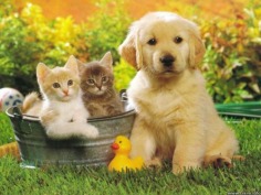 Lovely babies - Babies Pets and Animals Wallpaper (16771666) - Fanpop fanclubs