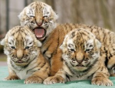 Babies Tigers - Babies Pets and Animals Photo (21279181) - Fanpop fanclubs