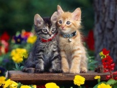 Beautiful Friends - Babies Pets and Animals Photo (18832729) - Fanpop fanclubs