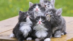 Cute Kittens - Babies Pets and Animals Wallpaper (16731287) - Fanpop fanclubs