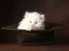 Cute Kitten - Babies Pets and Animals Wallpaper (16731325) - Fanpop fanclubs