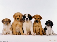 Puppies - Babies Pets and Animals Wallpaper (16771677) - Fanpop fanclubs