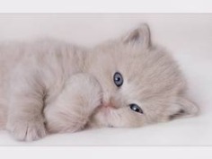 Adorable - Babies Pets and Animals Photo (17269159) - Fanpop fanclubs