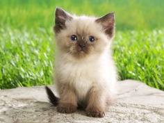 Cute Kitten - Babies Pets and Animals Wallpaper (16731266) - Fanpop fanclubs