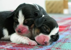 Sweet puppies(sleeping) - Babies Pets and Animals Photo (19276600) - Fanpop fanclubs