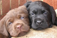 Sweet puppies - Babies Pets and Animals Photo (19276561) - Fanpop fanclubs