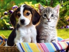 Love - Babies Pets and Animals Photo (30757214) - Fanpop fanclubs