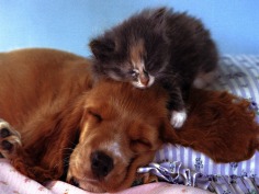 Babies - Babies Pets and Animals Wallpaper (21279571) - Fanpop fanclubs