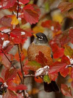 Fall time Robin