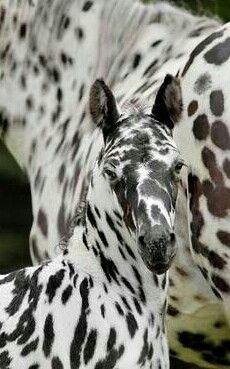 Leopard-spotted Appaloosa foal!