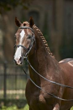 Westphalian stallion Dankeschön