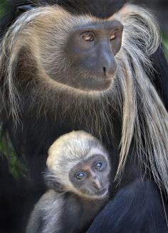 Angolan Colobus Monkey & Baby