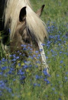 Flower boy