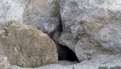 Watch The Earth-Shattering Moment This Pallas's Cat Found A Camera Outside His Den