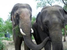 Watch The Stunning Transformation Of Sunder, The Newly-Freed Elephant