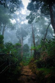 Amazon Rainforest