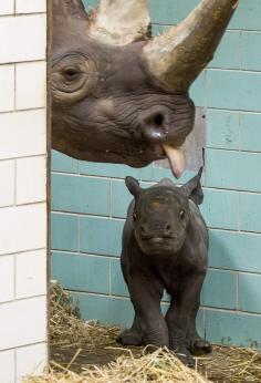 Baby rhino-Berlin Zoo
