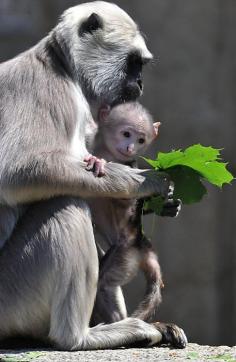 Tender Loving Care