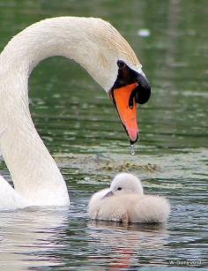 Beautiful Swan and cygnet.